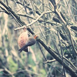 Bird perching on bare tree