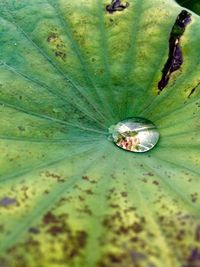 Close-up of insect on leaf