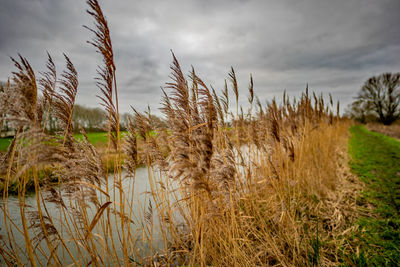 View of stalks in field against cloudy sky