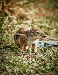 Squirrel in a field