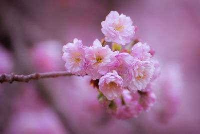 Close-up of pink flowers