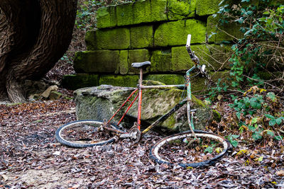 Bicycle parked on tree