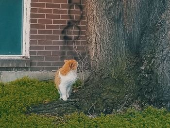 Cat on tree trunk