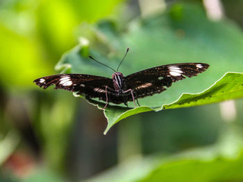 Close-up of butterfly on leaf