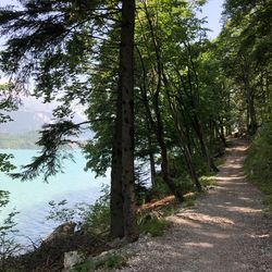 Footpath amidst trees in forest