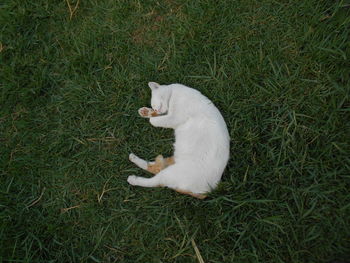 High angle view of dog on field