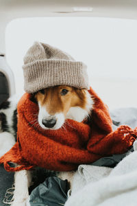 Portrait of dog wearing knit hat sitting in car