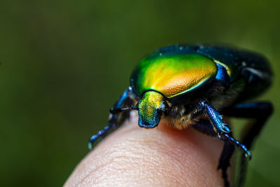 Close-up of metallic green beetle on my finger