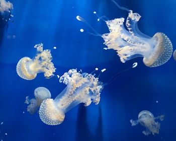 Jellyfish swimming in sea