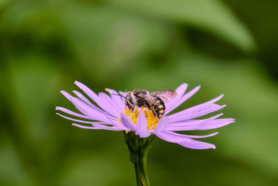 Close-up of bee pollinating on purple flower