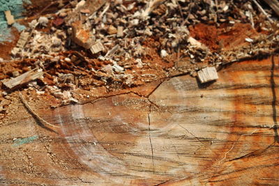Full frame shot of tree trunk