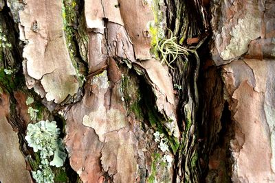 Close-up of moss growing on tree trunk