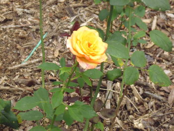 Close-up of yellow rose blooming on field