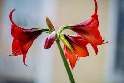 Close-up of red flowering plant