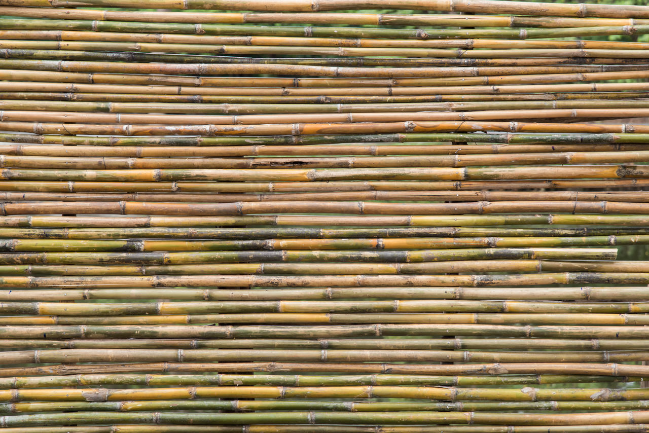 Bamboo texture