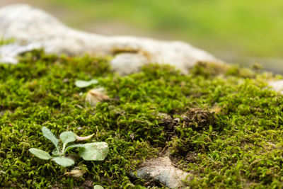 Close-up of plant growing on field