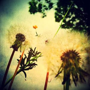 Low angle view of flowers