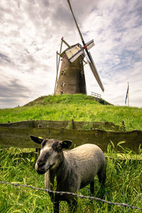 View of an animal on field infront of historical windmill,  holland 