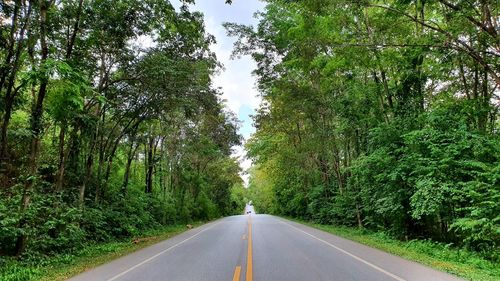 Empty road amidst trees in forest