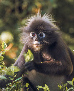Portrait of a dusky leaf monkey in wild