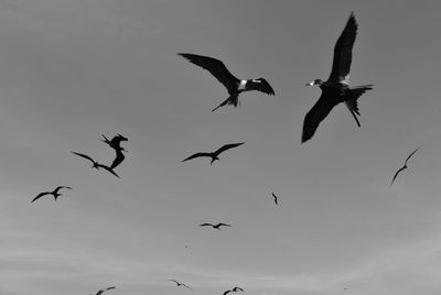 Low angle view of birds flying in sky