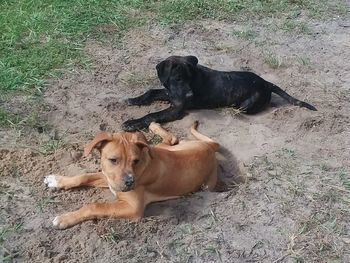 High angle view of dog lying on land