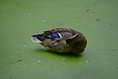 High angle view of mallard duck