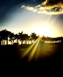 Palm trees at sunset