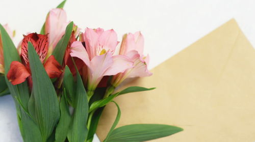 Close-up of pink flower vase against wall