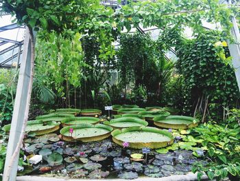 Pond in garden