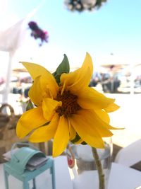 Close-up of yellow flowering plant