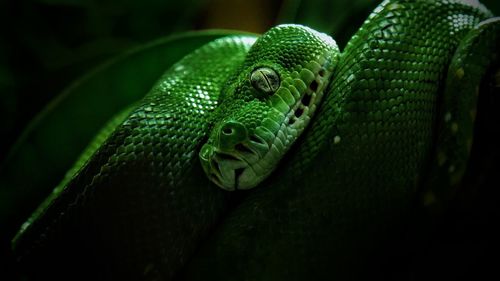 Close-up of green snake