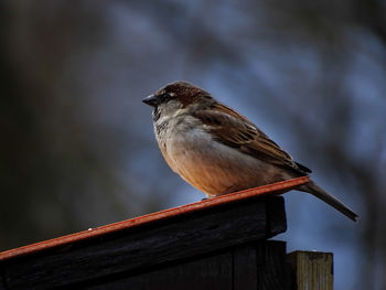 Close-up of bird perching on wood