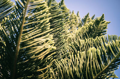 Araucaria heterophylla branch or house pine or norfolk island pine evergreen coniferous tree