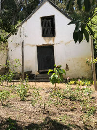 Ivy growing on house wall