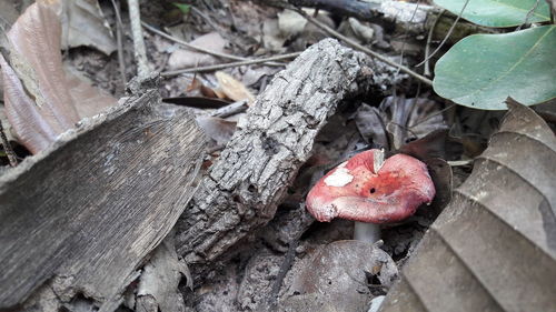 Close-up of fly agaric mushroom