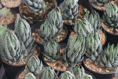 Full frame shot of succulent plant