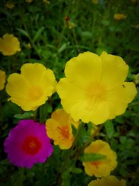 Close-up of yellow flowering plant