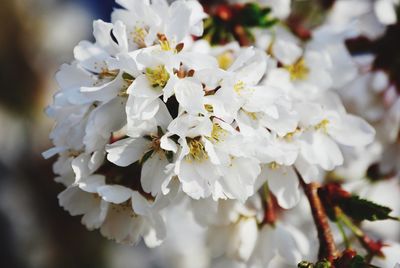 Close-up of white cherry blossoms