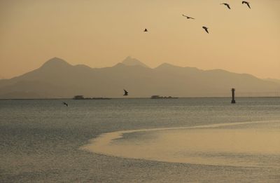 View of birds flying over sea at sunset