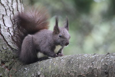 Close-up of squirrel on rock