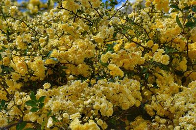 Close-up of yellow flowering plant