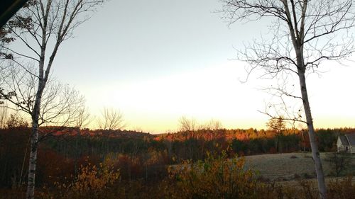 Bare trees on field at sunset