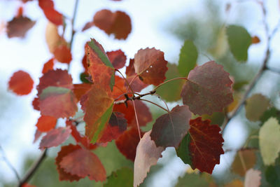 Close-up of plant growing on tree against sky