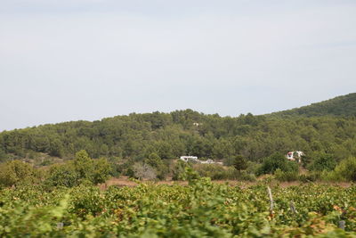 Scenic view of field against clear sky