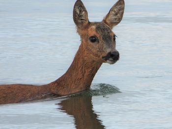 Portrait of deer in lake