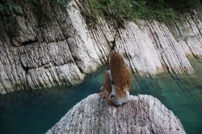 View of an animal on rock formation