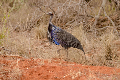 Bird perching on a field