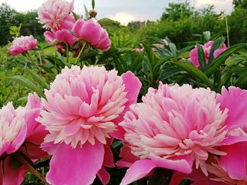 Close-up of pink flowering plants