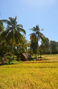 Trees on field against clear sky